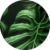 Monstera
